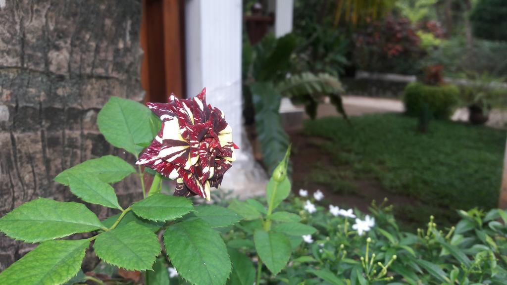 Sigiri Regal Residence Sigiriya Luaran gambar