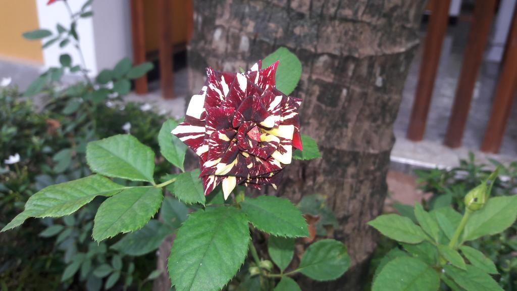 Sigiri Regal Residence Sigiriya Luaran gambar